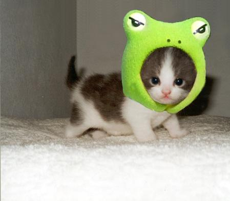[Image: cutest-kitten-hat-ever-13727-1238540322-17.jpg]