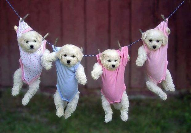 Puppies Hanging on a Clothesline