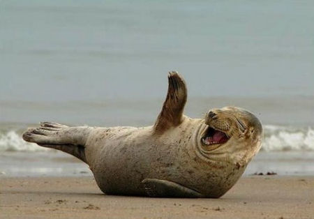 t5yxi-funny-seal-laughing